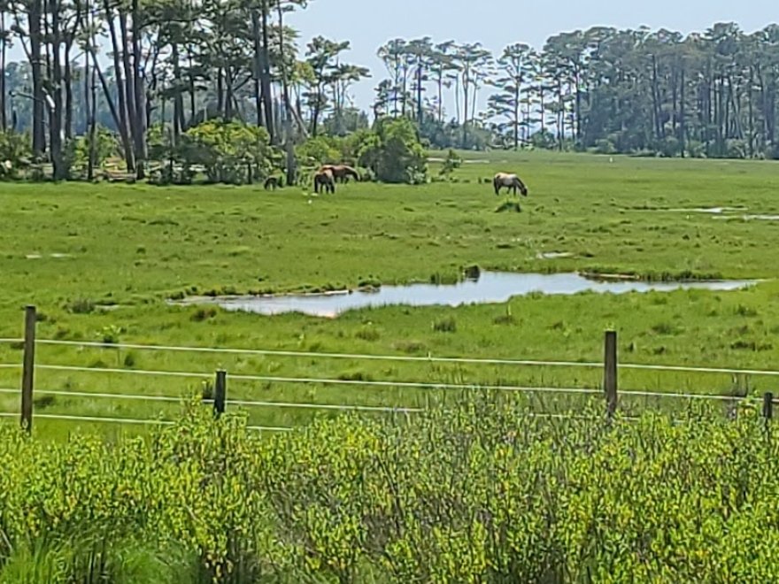 Assateague Island National Seashore
