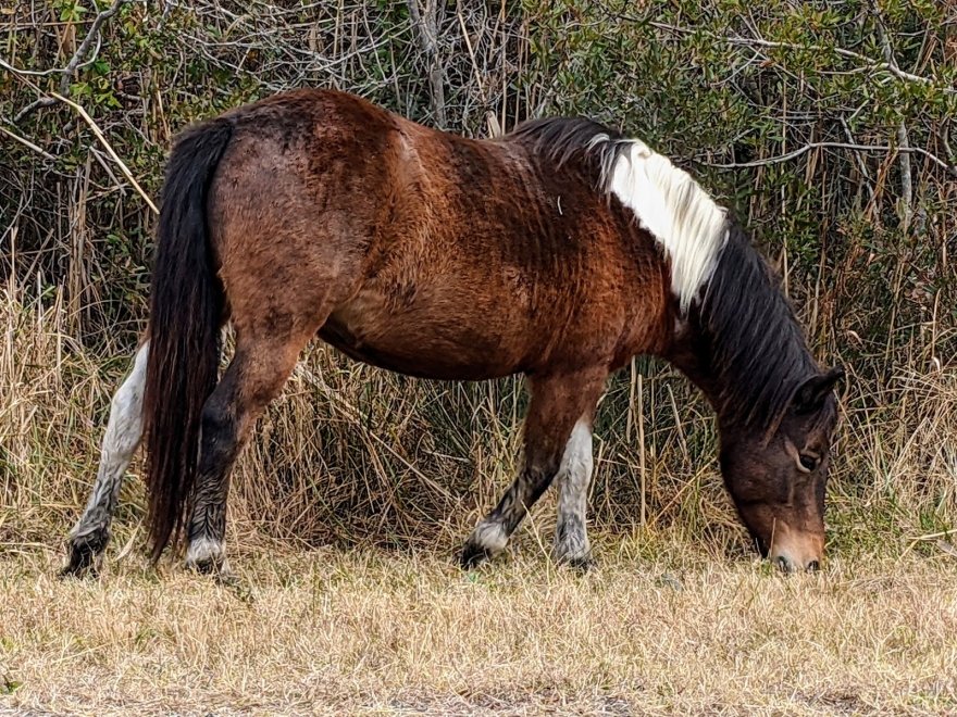 Assateague State Park