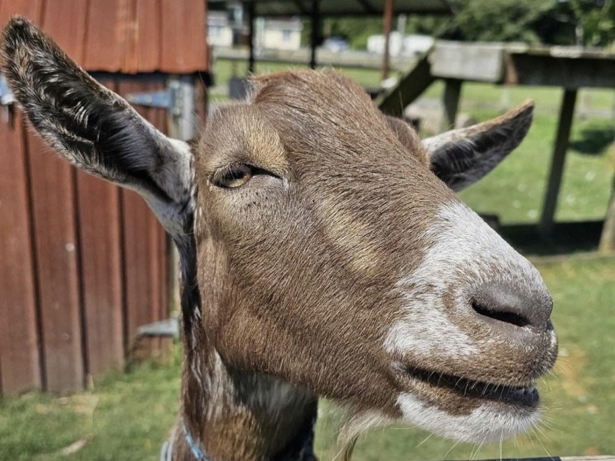 Sinepuxent Brewing Company