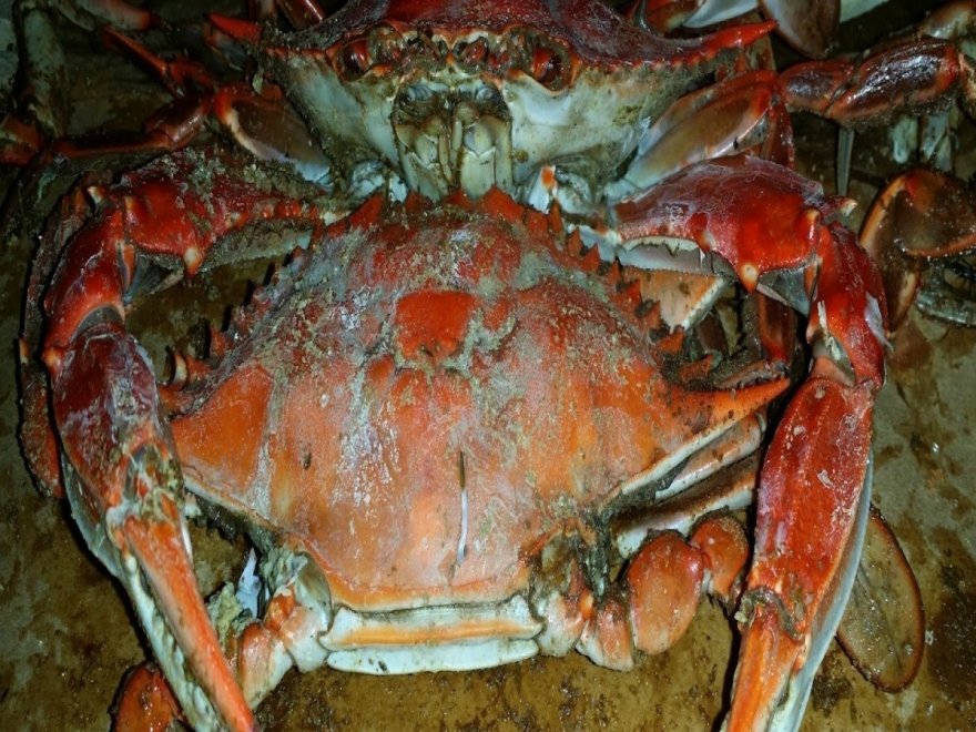 Hooper's Crab House & Sneaky Pete's