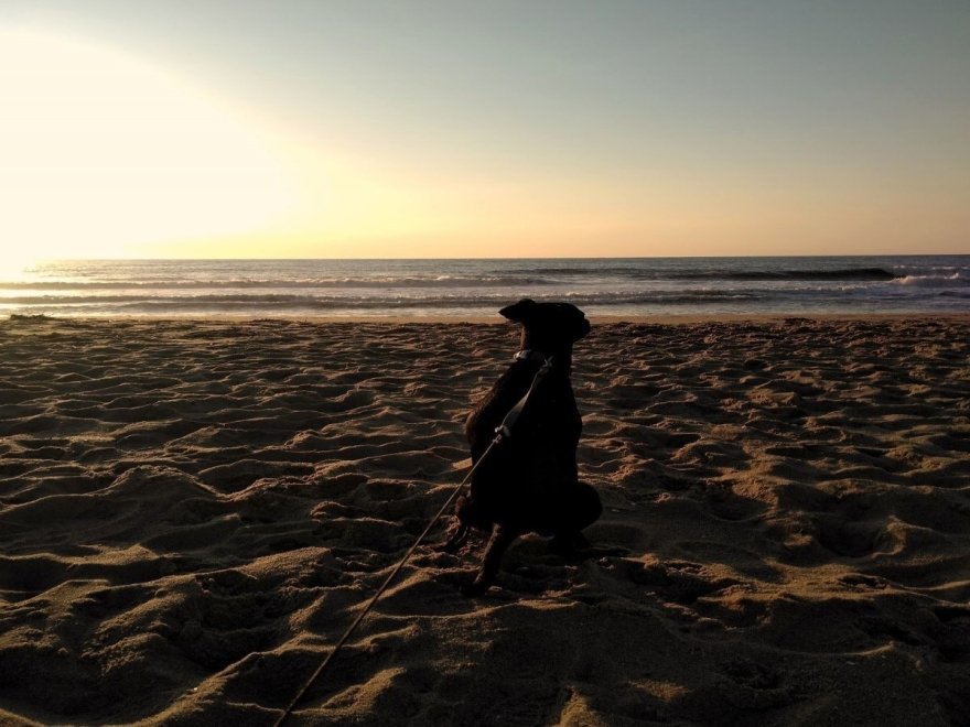 Doggie Style K9 Cafe