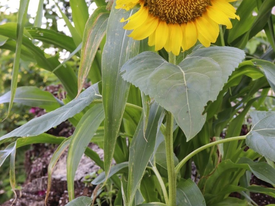 Chesterfield Heirlooms