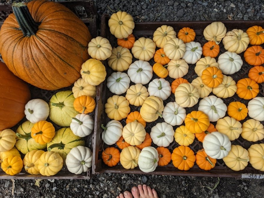 Barefoot Farm Produce